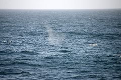 08B The Spray From A Whale In The Drake Passage From Quark Expeditions Cruise Ship Sailing To Antarctica